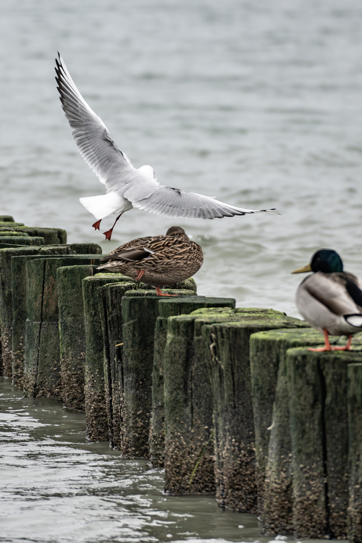 3 Vögel