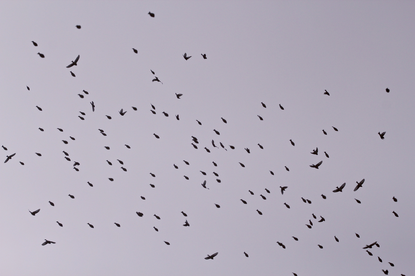 (3) Vogelschwärme (Auflösung des Montagabendrätsels)