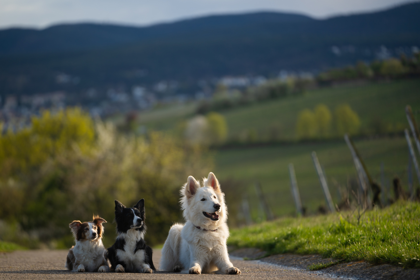 3 von den 4 gefürchteten Daltons