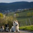 3 von den 4 gefürchteten Daltons