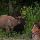 3 von vielen Freunden in Rümpel