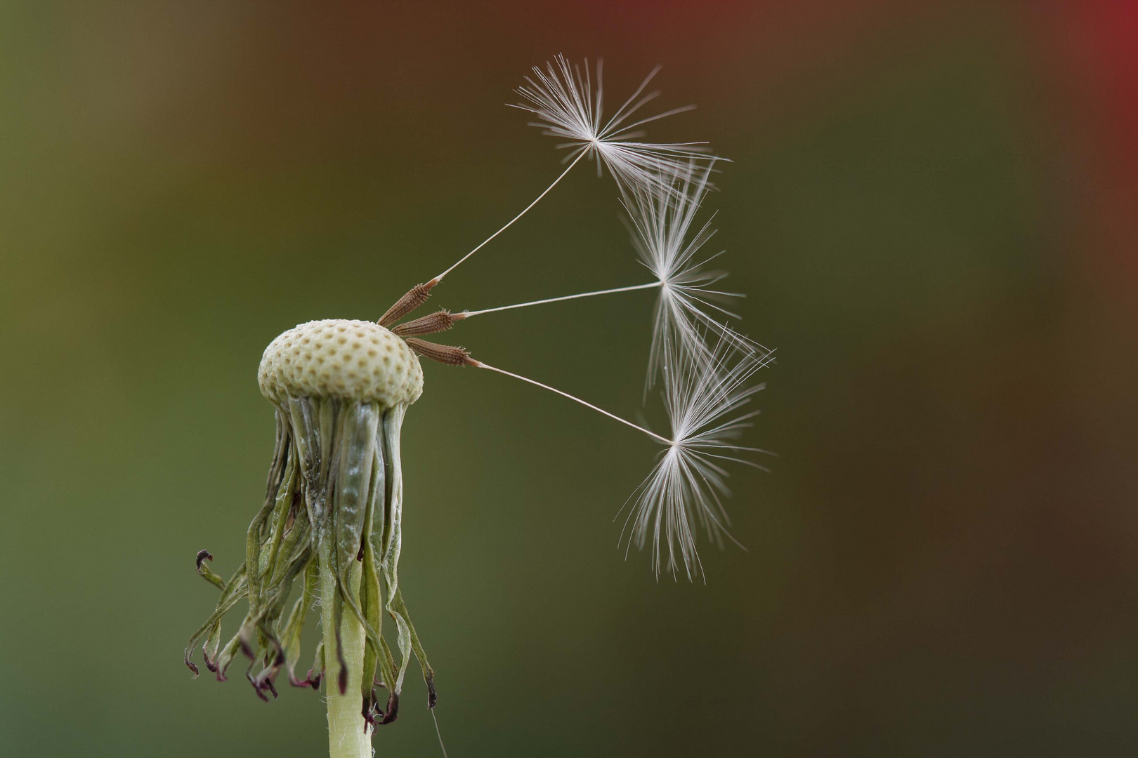 3 vor dem Absprung