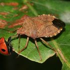 (3) Wanzen als Feinde der Marienkäfer