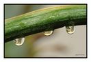 3 Wassertropfen mit Spiegelung von M.Oechsler 