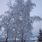 3 weiße Tau... ääh, Birken :)