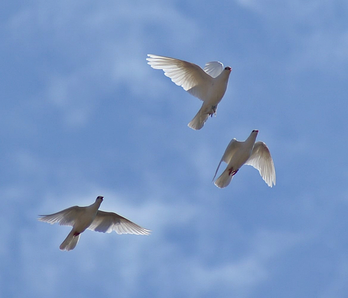 3 Weiße Tauben