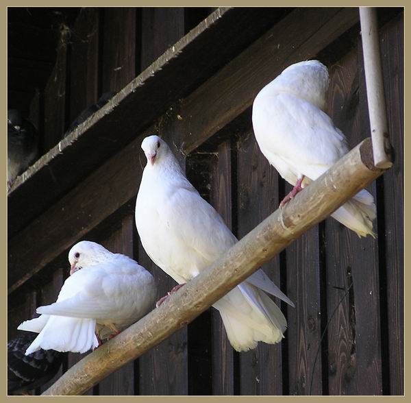 3 weiße Tauben