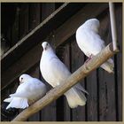 3 weiße Tauben