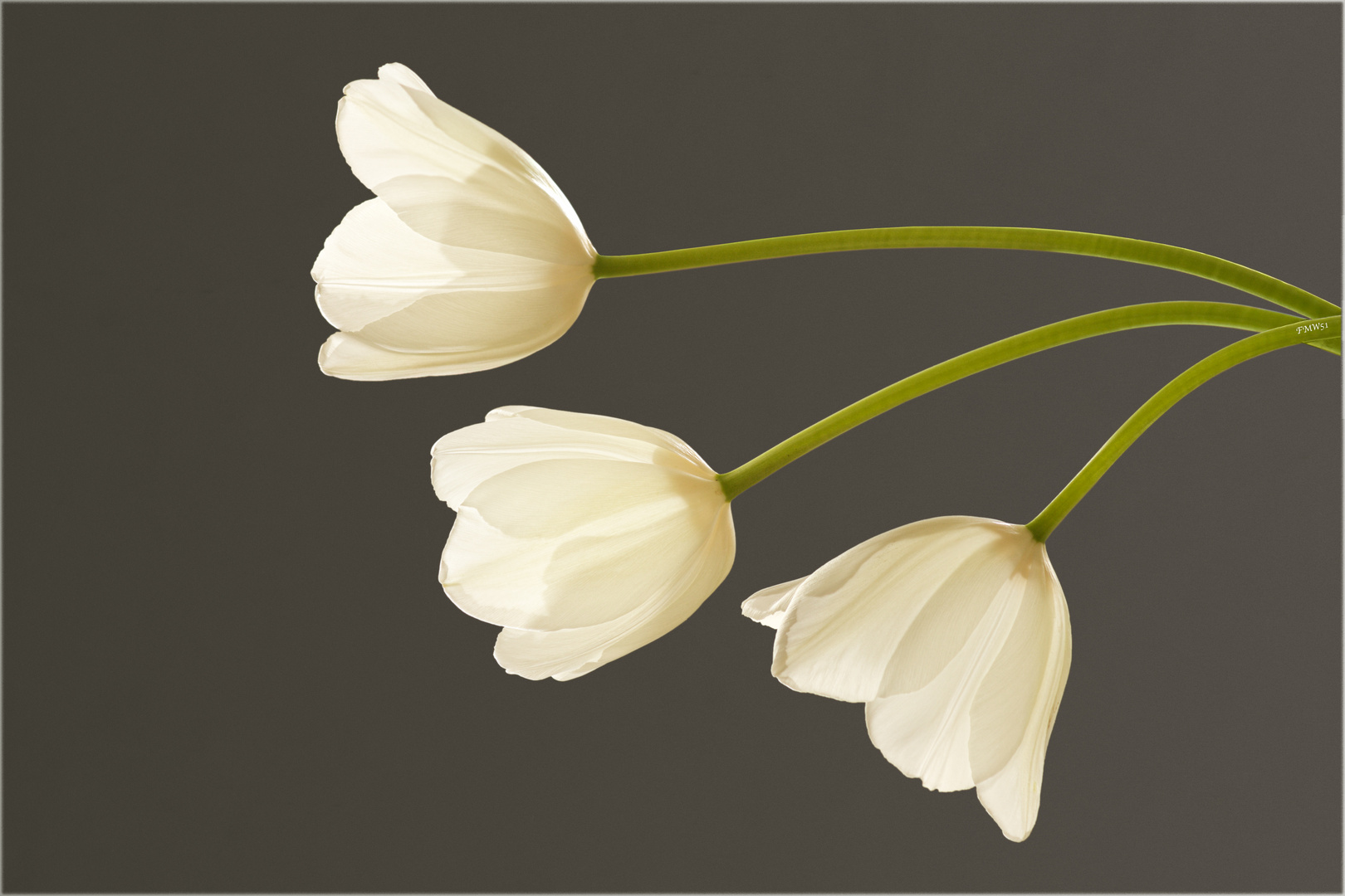 3 weiße Tulpen