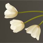 3 weiße Tulpen