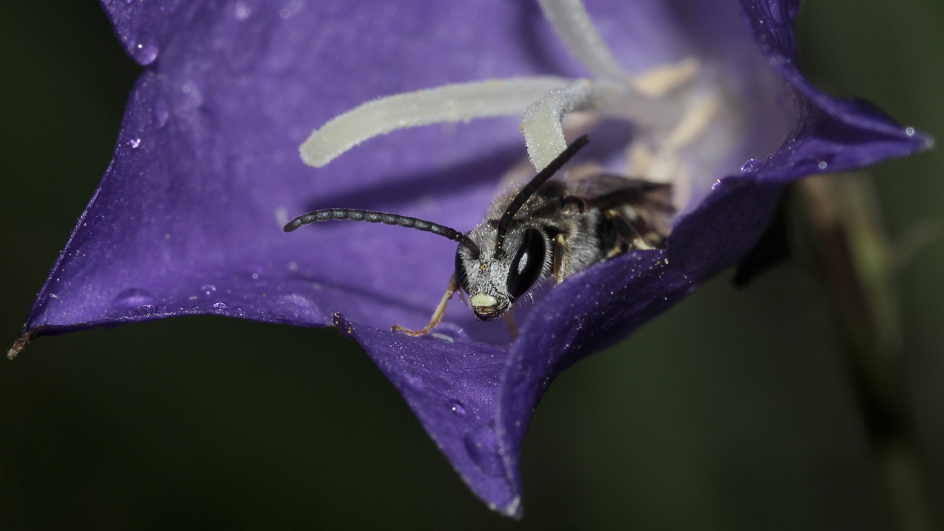 (3) Wenn man als Bienenmännchen schon keinen Pollen sammeln will, ...