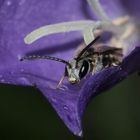 (3) Wenn man als Bienenmännchen schon keinen Pollen sammeln will, ...