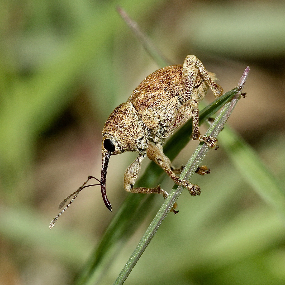 (3) Wer kommt denn da??? Der ADERN-EICHELBOHRER (CURCULIO VENOSUS) ...