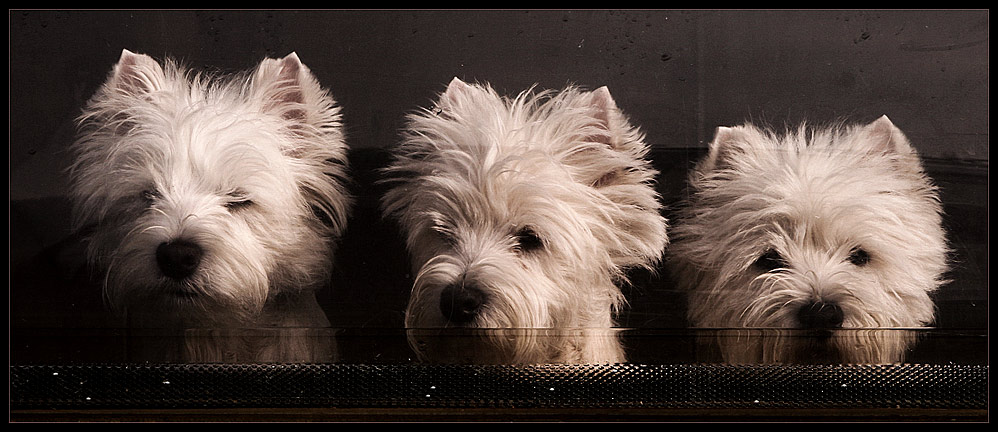 3 Westies im Wohnmobil