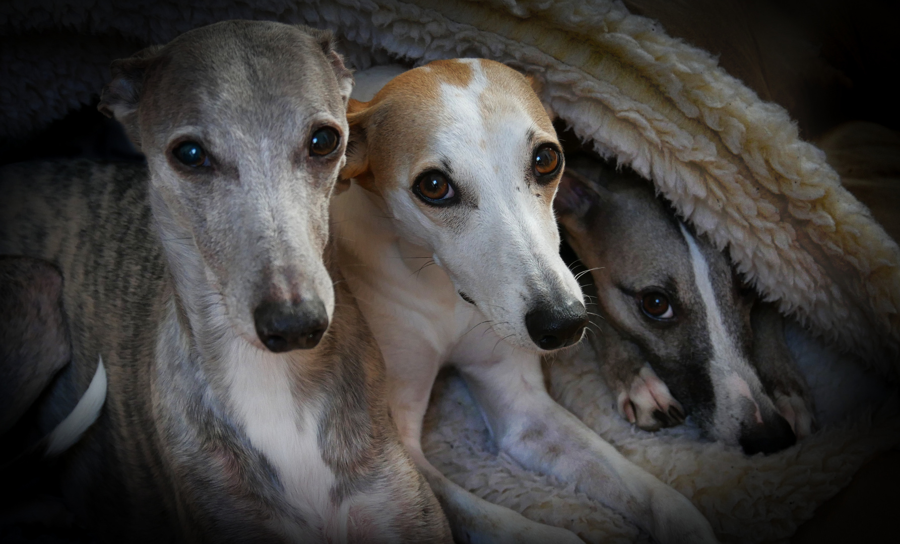 3 Whippets