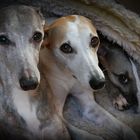 3 Whippets