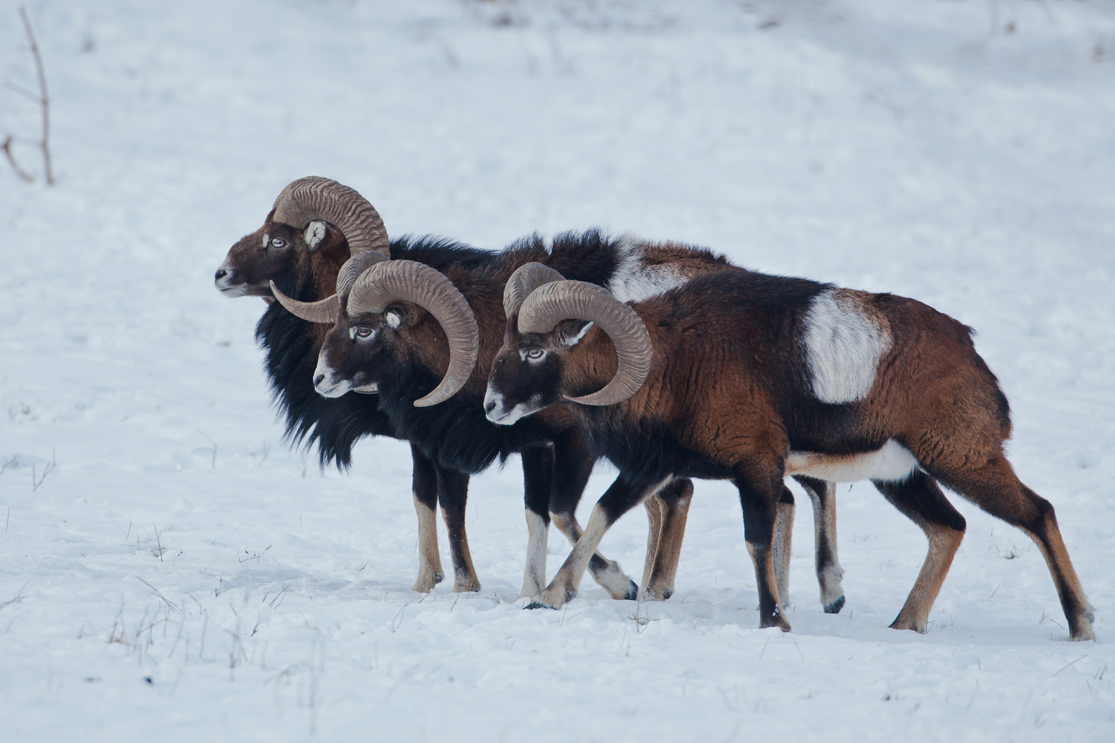 3 Widder im Schnee...