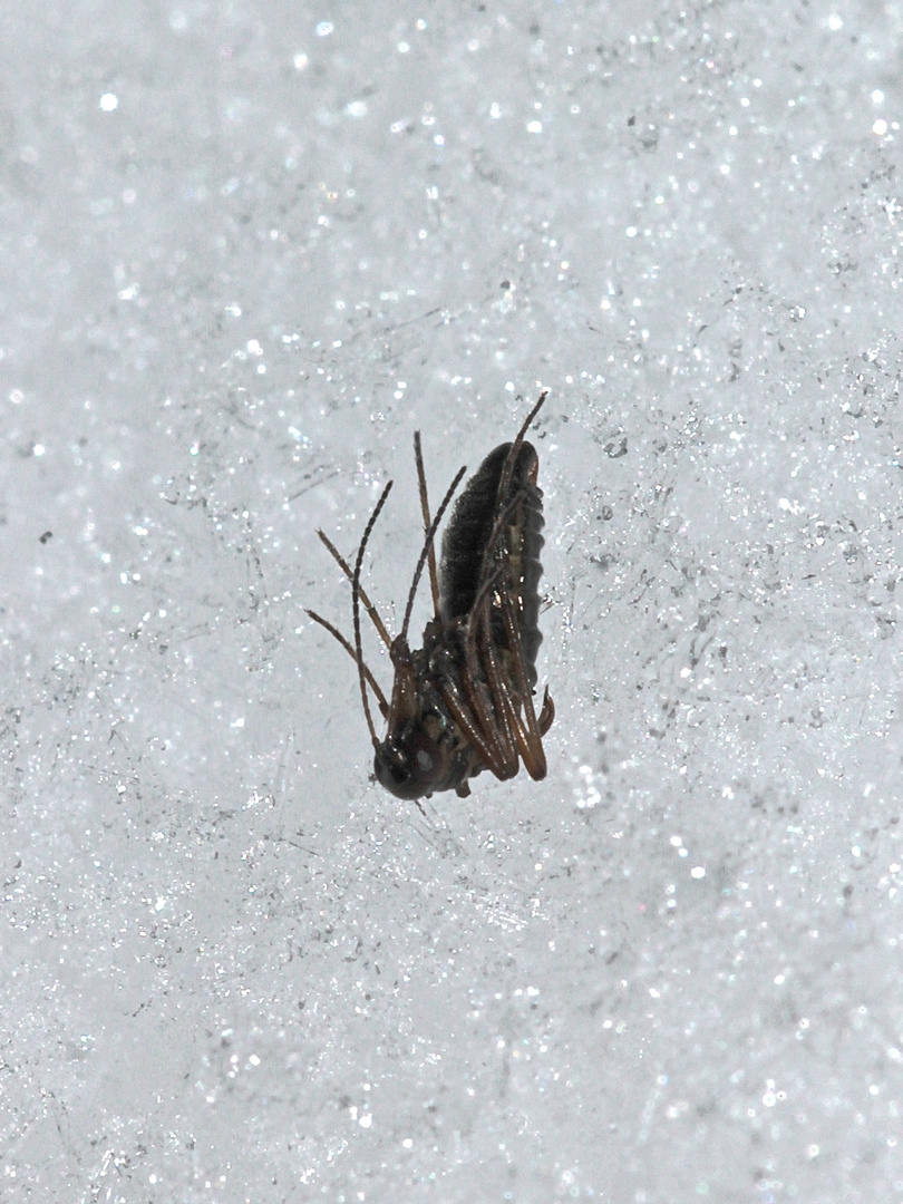 (3) WINTERHAFT (BOREUS WESTWOODI) im Schnee - ein Männchen