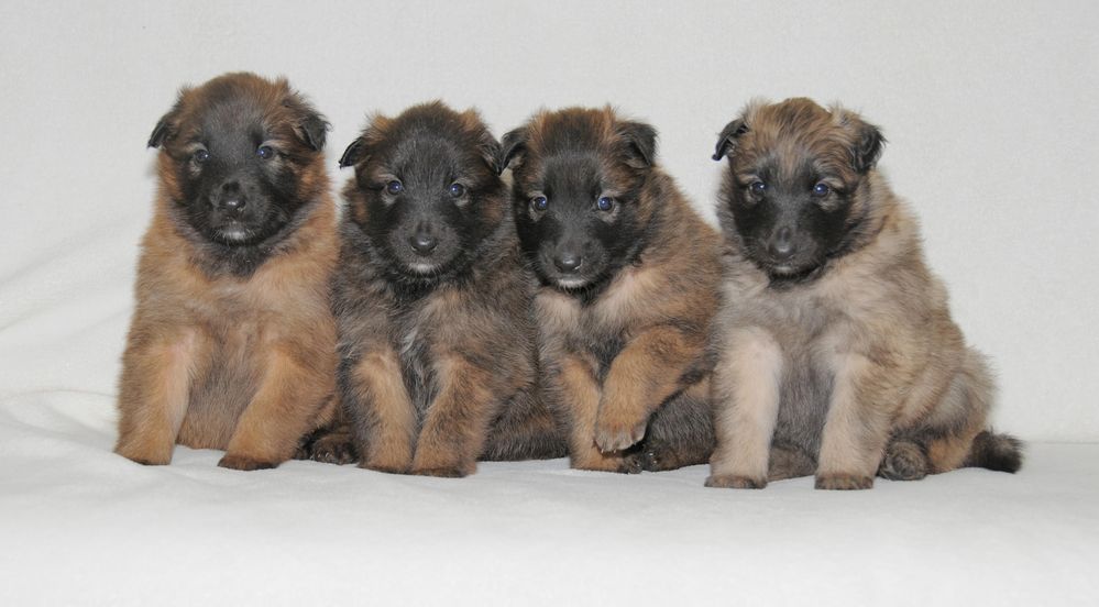 3 Wochen alte Tervuerenwelpen Foto & Bild tiere, tierkinder, hunde Bilder auf