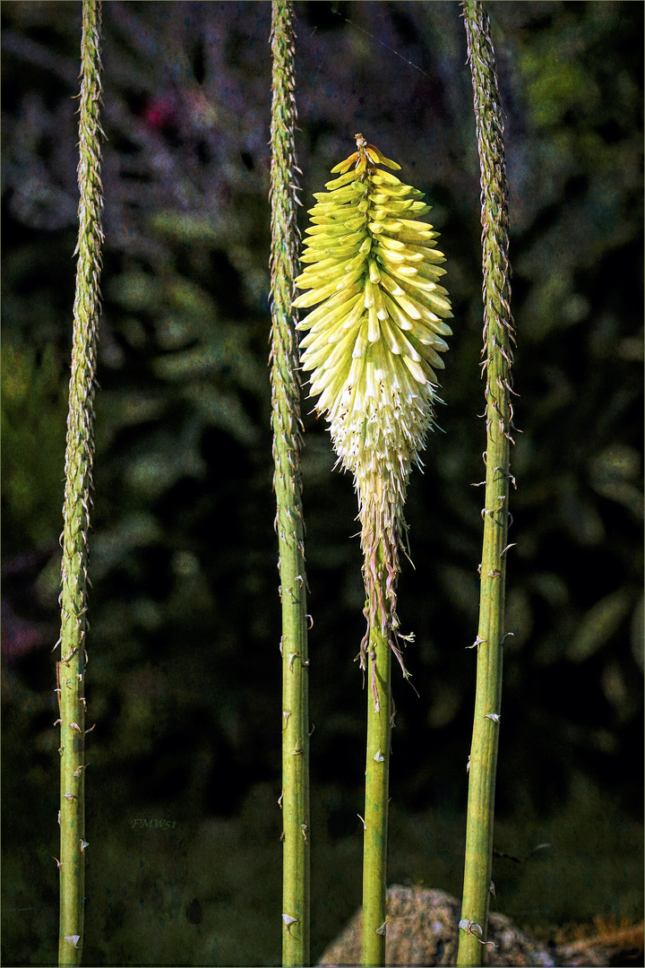 3 ½ Yellow Hot Poker