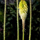 3 ½ Yellow Hot Poker