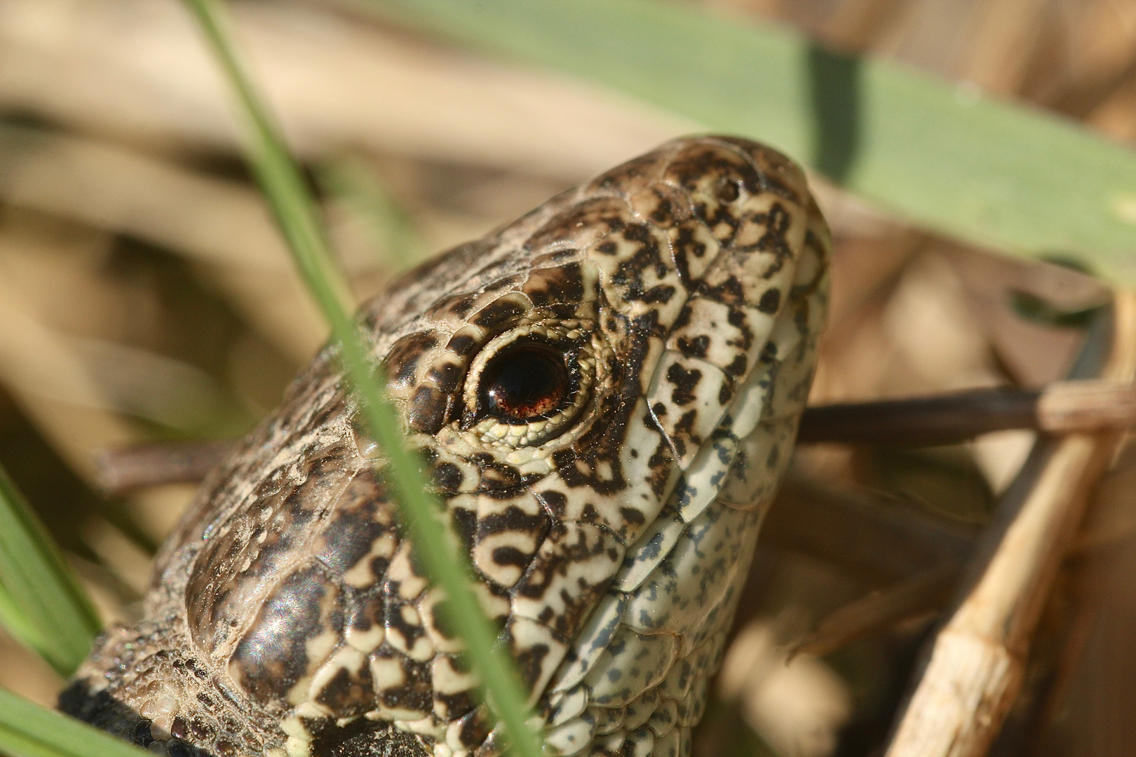 (3) ZAUNEIDECHSEN - meine Namenstagstierchen. LACERTA AGILIS