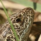 (3) ZAUNEIDECHSEN - meine Namenstagstierchen. LACERTA AGILIS