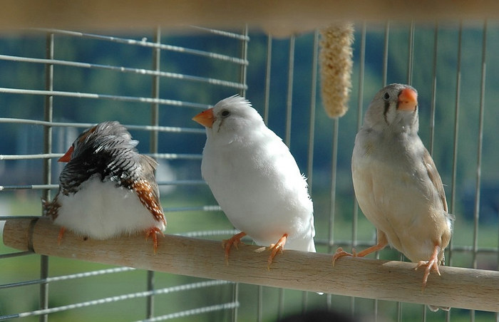 3 Zebrafinke