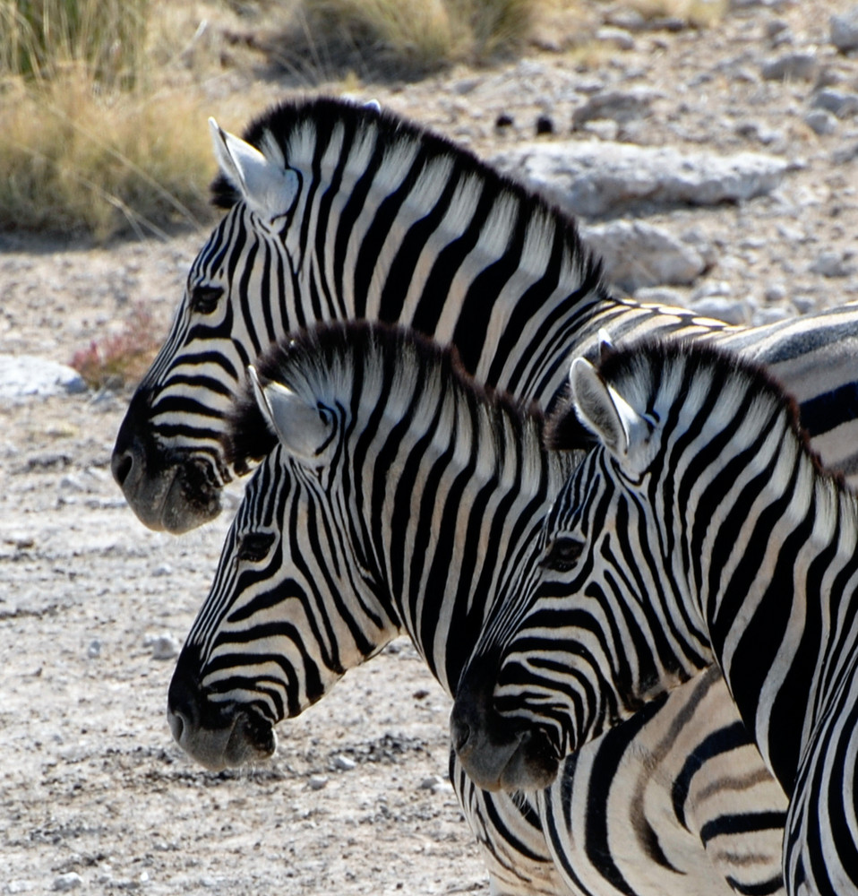 3 zebras