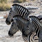 3 zebras