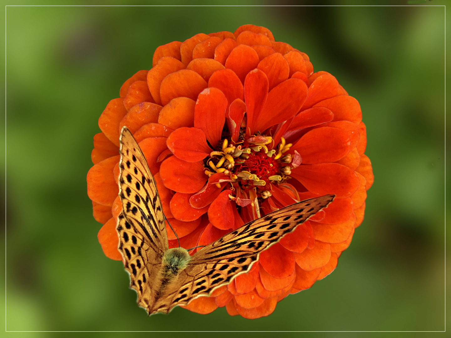 3. Zinnie mit Kaisermantel (Argynnis paphia)