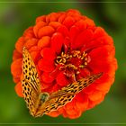 3. Zinnie mit Kaisermantel (Argynnis paphia)