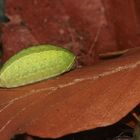 (3) Zwei Raupen des Großen Schneckenspinners (Apoda limacodes) vom 4.10.2017