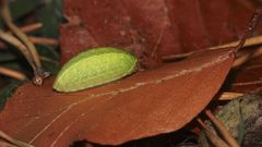 (3) Zwei Raupen des Großen Schneckenspinners (Apoda limacodes) vom 4.10.2017