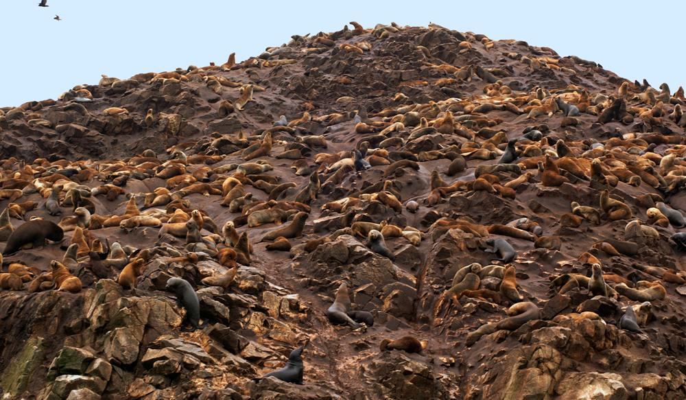 30 000auf einem Berg , das Brüllen der Tiere ist unwahrscheinlich und der Gestank auch.