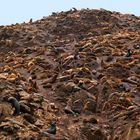 30 000auf einem Berg , das Brüllen der Tiere ist unwahrscheinlich und der Gestank auch.