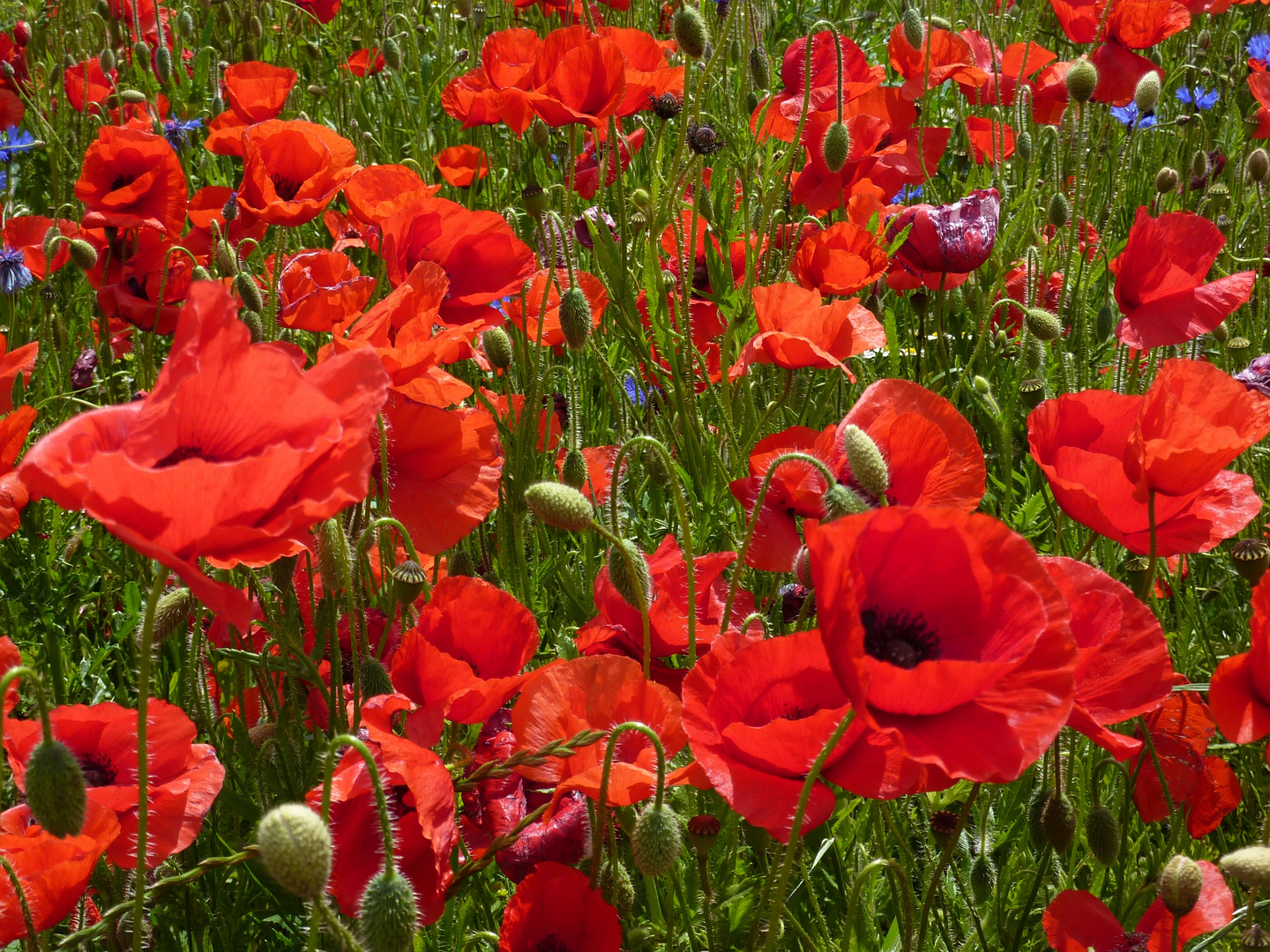 30-05-2014 Mohn III