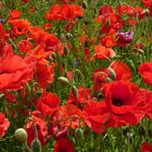 30-05-2014 Mohn III