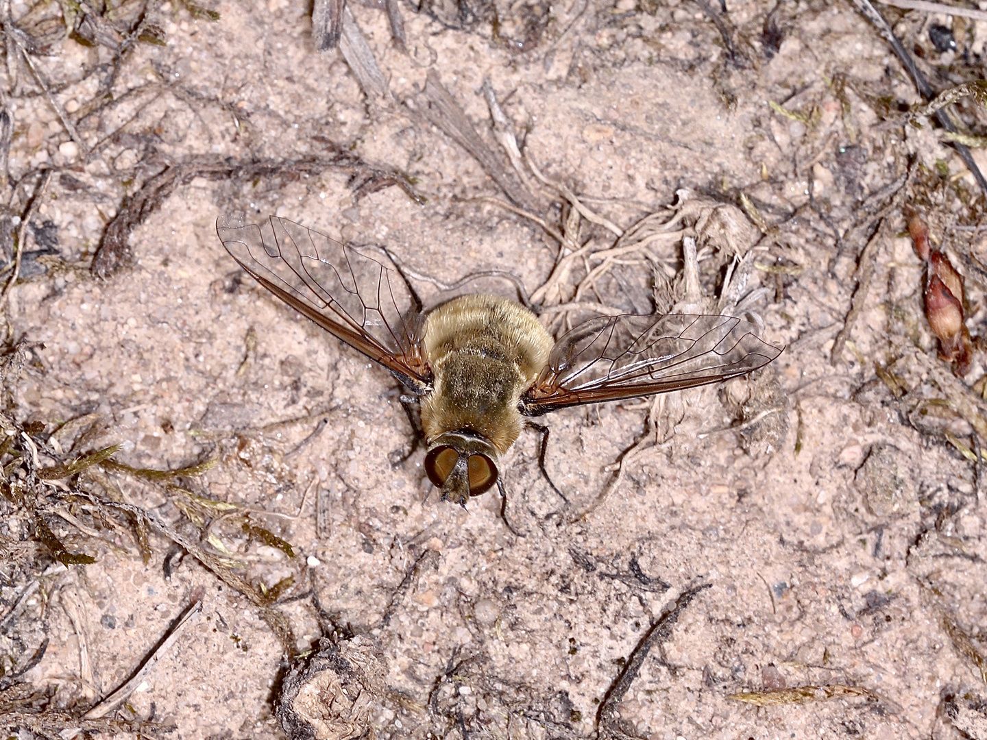 (30) "Beifang" aus der Wildbienenkolonie in Neukappl/Opf., Sommer 2019