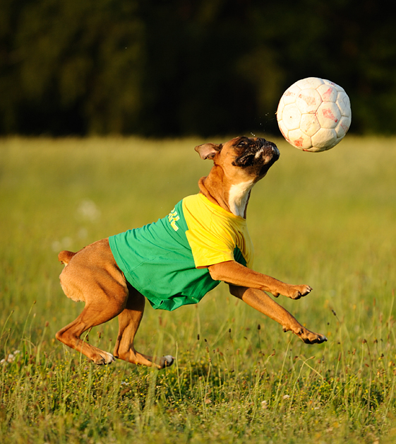 3:0 für Brasilien !!