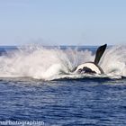 30 Tonnen donnern zurück auf das Wasser