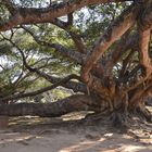 300 Jahre alter alter Banyanbaum in Pindaya, Burma