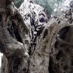 300 Jahre alter Olivenbaum (überarbeitet)