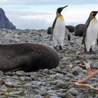 3001T Fortuna Bay Landschaft mit Rentiergeweih Südgeorgien Königspinguine und Seelöwen Panorama