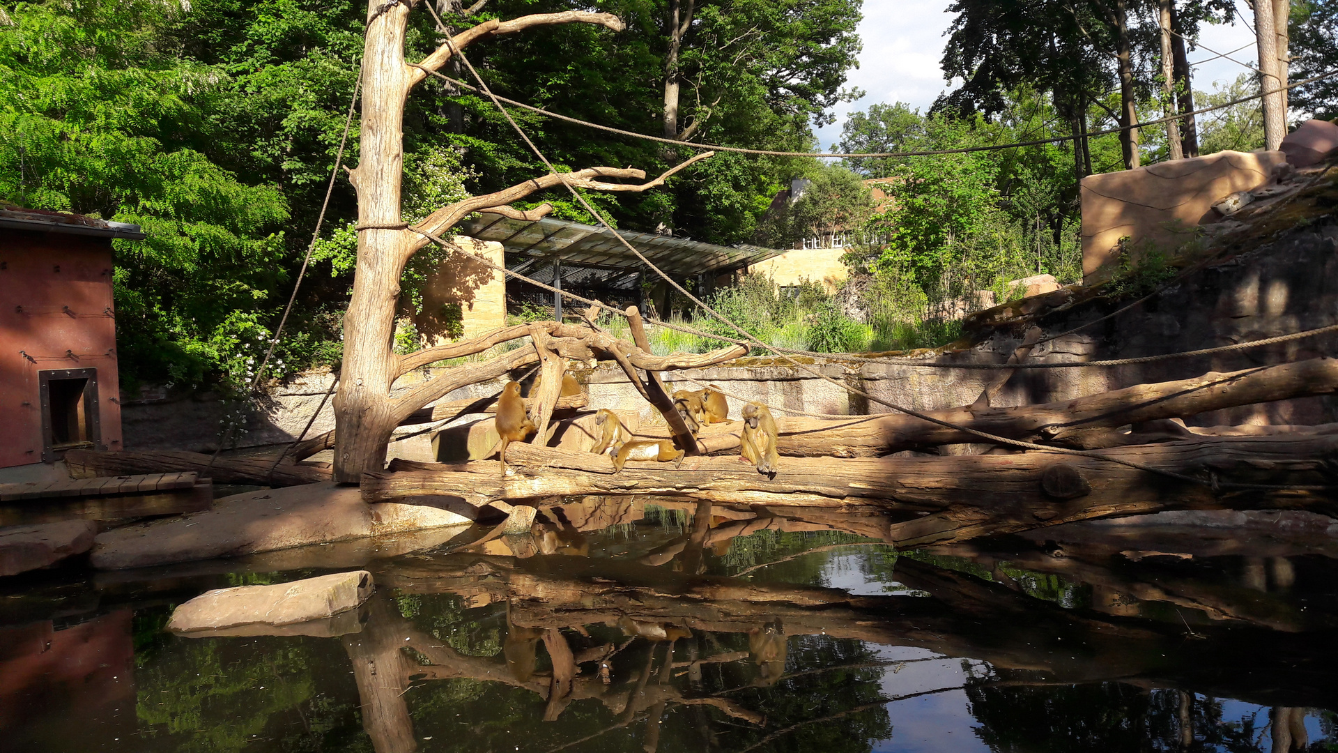 30.05.2020 Spiegeltag : Tiergarten Nürnberg