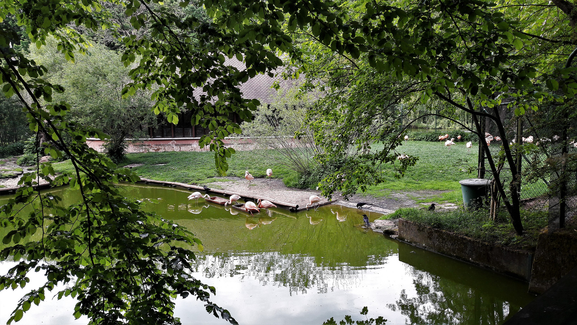 30.05.2020  Spiegeltag :Tiergarten Nürnberg Flamingos