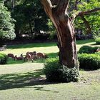 30.05.2020 Tiergarten Nürnberg : äsendes Rotwild