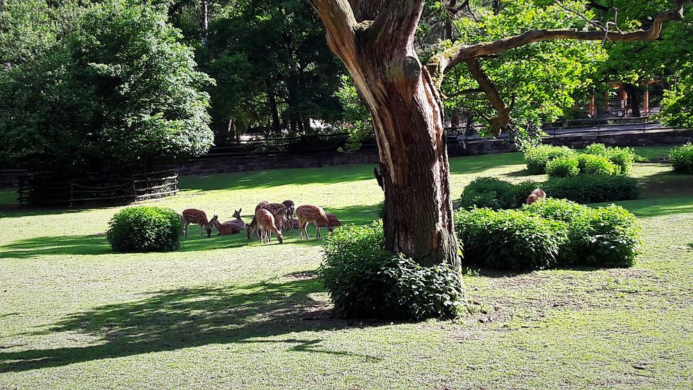 30.05.2020 Tiergarten Nürnberg : äsendes Rotwild