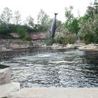 30.05.2020 Tiergarten Nürnberg Delphin im Sturzflug 