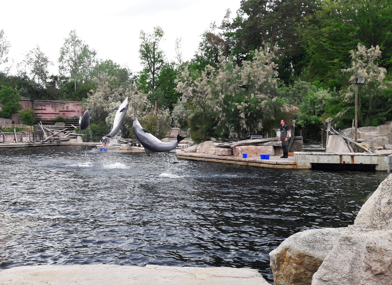 30.05.2020 Tiergarten Nürnberg  Drei   Delphine zugleich